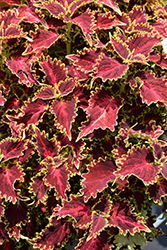 Volcanica Solar Flare Coleus (Solenostemon scutellarioides 'UF20-103-6') at Lakeshore Garden Centres