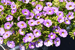 Cha-Cha Diva Lavender Calibrachoa (Calibrachoa 'Balchadend') at Lakeshore Garden Centres