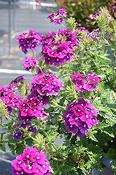 EnduraScape Purple Verbena (Verbena 'Balendurp') at Lakeshore Garden Centres