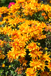 Bee Alive Double Orange Bidens (Bidens ferulifolia 'Balbidbador') at Lakeshore Garden Centres
