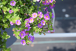MegaCopa Plum Bacopa (Sutera cordata 'Balmecoplum') at Lakeshore Garden Centres