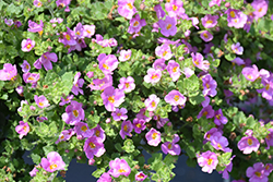 MegaCopa Pink Bacopa (Sutera cordata 'Balmecopinim') at Lakeshore Garden Centres