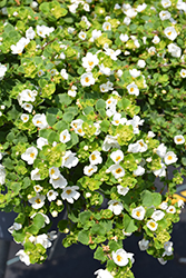 Big Falls White Bacopa (Sutera cordata 'Big Falls White') at Lakeshore Garden Centres