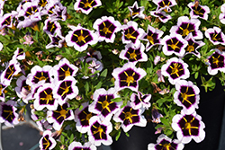 Calitastic Bordeaux Star Calibrachoa (Calibrachoa 'Wescacalibost') at Lakeshore Garden Centres