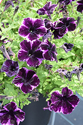 Crazytunia Cosmic Violet Petunia (Petunia 'Crazytunia Cosmic Violet') at Lakeshore Garden Centres