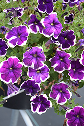 Crazytunia Asterisk Petunia (Petunia 'Crazytunia Asterisk') at Lakeshore Garden Centres