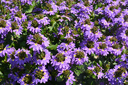 Bombay Compact Dark Blue Fan Flower (Scaevola aemula 'Bombay Compact Dark Blue') at Lakeshore Garden Centres
