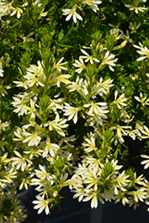 Bombay Yellow Fan Flower (Scaevola aemula 'Bombay Yellow') at Lakeshore Garden Centres
