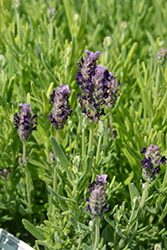 Castilliano 2.0 Lilac Spanish Lavender (Lavandula stoechas 'Castilliano 2.0 Lilac') at Stonegate Gardens
