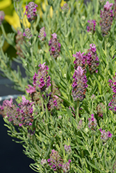 Castilliano 2.0 Rose Spanish Lavender (Lavandula stoechas 'Castilliano 2.0 Rose') at Stonegate Gardens