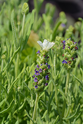 Castilliano 2.0 White Spanish Lavender (Lavandula stoechas 'Castilliano 2.0 White') at Stonegate Gardens