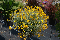 Flambe Yellow Strawflower (Chrysocephalum apiculatum 'Flochryel') at Lakeshore Garden Centres