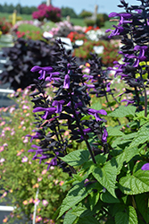 Rockin' Deep Purple Sage (Salvia 'BBSAL09001') at Lakeshore Garden Centres