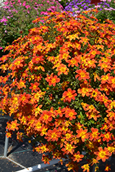 Campfire Firedance Bidens (Bidens 'Campfire Firedance') at Lakeshore Garden Centres