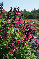 Bodacious Jammin' Jazz Sage (Salvia guaranitica 'Jammin' Jazz') at Lakeshore Garden Centres