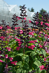 Bodacious Jammin' Jazz Sage (Salvia guaranitica 'Jammin' Jazz') at Lakeshore Garden Centres