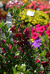 Archangel Ruby Sangria Angelonia (Angelonia angustifolia 'Balarcsang') at Lakeshore Garden Centres