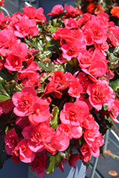 Move2 Joy Hot Pink Begonia (Begonia x hiemalis 'Move2 Joy Hot Pink') at Lakeshore Garden Centres