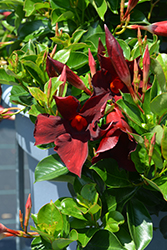 Flordenia Chocolate Mandevilla (Mandevilla 'Flordenia Chocolate') at Lakeshore Garden Centres