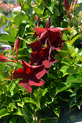 Flordenia Dark Red Mandevilla (Mandevilla 'Flordenia Dark Red') at Lakeshore Garden Centres