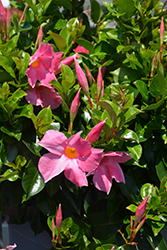 Flordenia Pink Mandevilla (Mandevilla 'Flordenia Pink') at Lakeshore Garden Centres