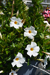 Flordenia Plus White Mandevilla (Mandevilla 'Flordenia Plus White') at Lakeshore Garden Centres