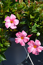 Flordenia Rose Mandevilla (Mandevilla 'Flordenia Rose') at Lakeshore Garden Centres