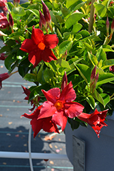 Flordenia Red Mandevilla (Mandevilla 'Flordenia Red') at Lakeshore Garden Centres