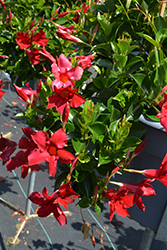 Flordenia Summer Red Mandevilla (Mandevilla 'Flordenia Summer Red') at Lakeshore Garden Centres