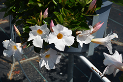 Flordenia White Halo Mandevilla (Mandevilla 'Flordenia White Halo') at Lakeshore Garden Centres