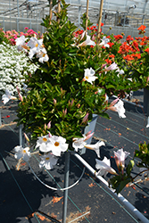 Flordenia White Halo Mandevilla (Mandevilla 'Flordenia White Halo') at Lakeshore Garden Centres