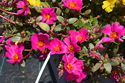 Cupcake Grape Jelly Portulaca (Portulaca grandiflora 'Cupcake Grape Jelly') at Lakeshore Garden Centres