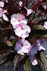 Petticoat Neon Night New Guinea Impatiens (Impatiens 'Petticoat Neon Night') at Lakeshore Garden Centres