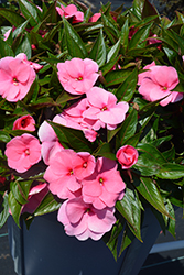 Petticoat Pink New Guinea Impatiens (Impatiens 'Petticoat Pink') at Stonegate Gardens