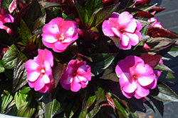 Petticoat Purple Star New Guinea Impatiens (Impatiens 'Petticoat Purple Star') at Lakeshore Garden Centres