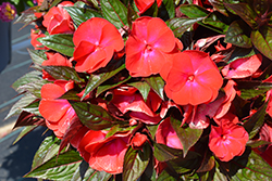 Magnum Red Flame New Guinea Impatiens (Impatiens 'Magnum Red Flame') at Lakeshore Garden Centres