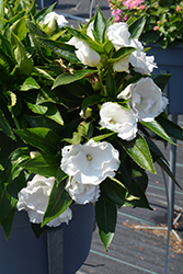Roller Coaster White Lightning Impatiens (Impatiens 'Roller Coaster White Lightning') at Lakeshore Garden Centres
