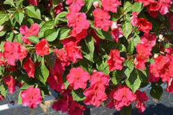 Beacon Lipstick Impatiens (Impatiens walleriana 'PAS1587589') at Lakeshore Garden Centres