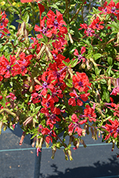 Sweet Talk Red Cuphea (Cuphea procumbens 'PAS1169708') at Lakeshore Garden Centres