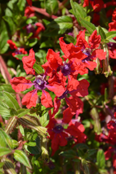 Sweet Talk Red Cuphea (Cuphea procumbens 'PAS1169708') at Lakeshore Garden Centres