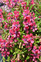 Sweet Talk Deep Pink Cuphea (Cuphea procumbens 'PAS1506711') at Lakeshore Garden Centres