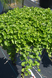 Emerald Falls Dichondra (Dichondra argentea 'Emerald Falls') at Lakeshore Garden Centres