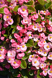 Super Olympia Pink Begonia (Begonia 'Super Olympia Pink') at Lakeshore Garden Centres