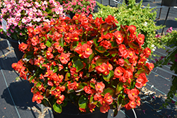 Super Olympia Red Begonia (Begonia 'Super Olympia Red') at Lakeshore Garden Centres