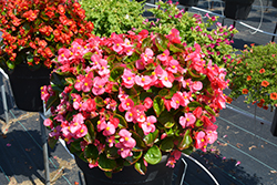 Super Olympia Rose Begonia (Begonia 'Super Olympia Rose') at Lakeshore Garden Centres