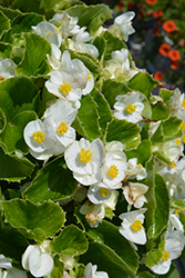 Super Olympia White Begonia (Begonia 'Super Olympia White') at Lakeshore Garden Centres