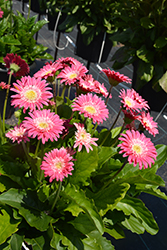 Garvinea Sweet Memories Gerbera (Gerbera 'Garvinea Sweet Memories') at Lakeshore Garden Centres