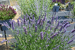 Layla Blue Lavender (Lavandula angustifolia 'Layla Blue') at Lakeshore Garden Centres