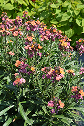 Erysistible Bronze Rose Wallflower (Erysimum linifolium 'Erysistible Bronze Rose') at Lakeshore Garden Centres