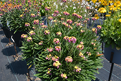 Erysistible Tricolor Wallflower (Erysimum linifolium 'Erysistible Tricolor') at Lakeshore Garden Centres